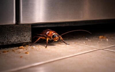 Cafards : leurs cachettes et comment les faire sortir
