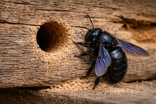 Abeille charpentière et trou de bois