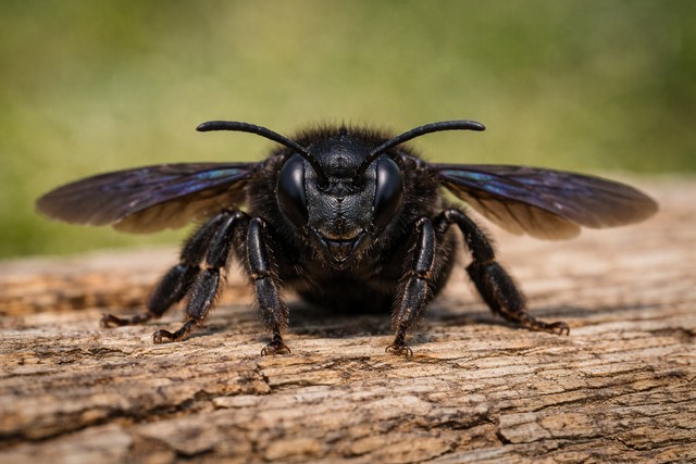 Abeille noire vue de face