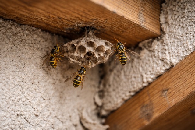 Construction du nid de guêpes Construction du nid de guêpes