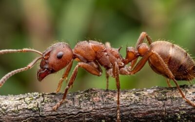 Fourmis rouges : identification et solutions pour les éliminer