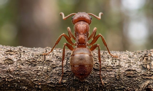 Fourmis rouges vue de dos