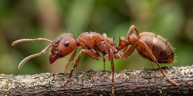 Fourmis rouges Fourmis rouges