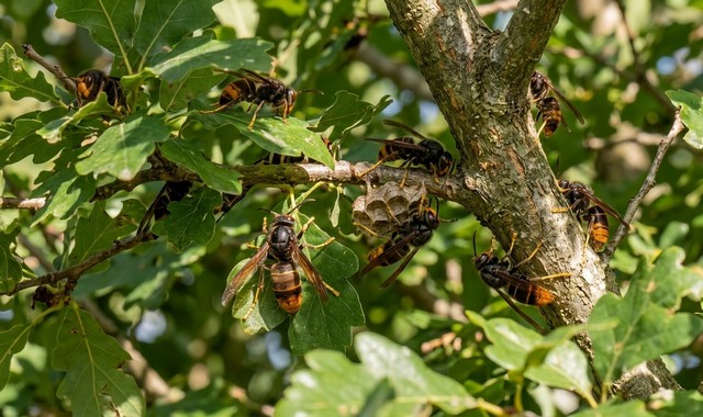 Frelons asiatiques dans un arbre : dangers et solutions