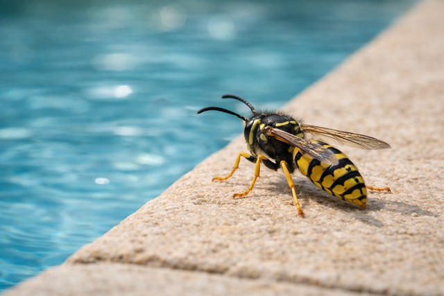 Guêpe au bord de la piscine