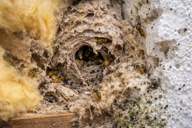 Infestation de guêpes dans l'isolation