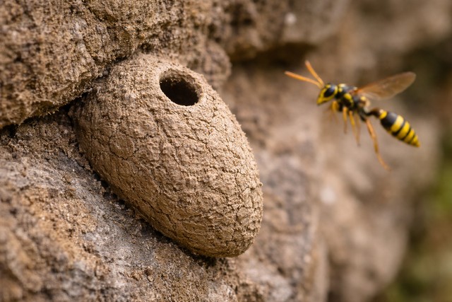 Nid de guêpe maçonne