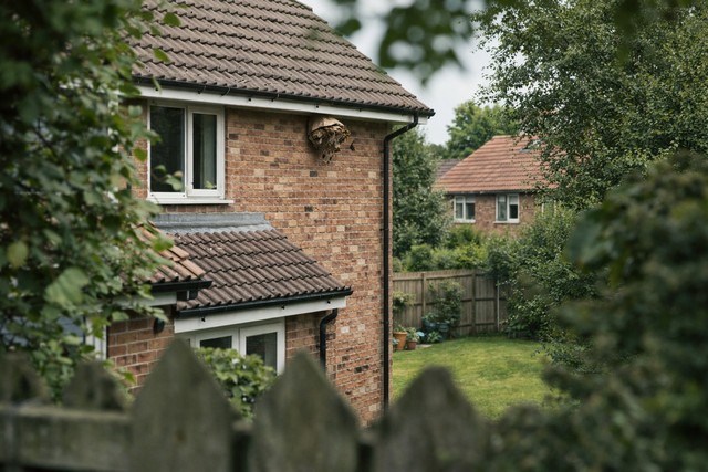 Nid de guêpes chez voisin