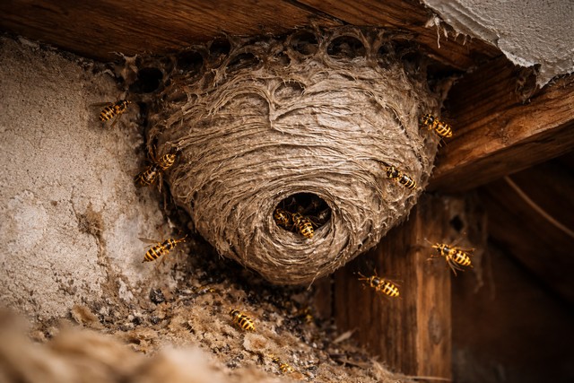 Nid de guêpes dans une maison