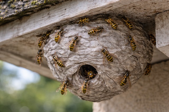Nid de guêpes sous la toiture