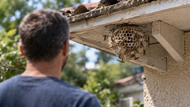 Nid de guêpes sous toiture : que faire ?