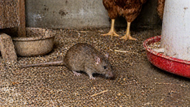 Rat dans une ferme avec poules