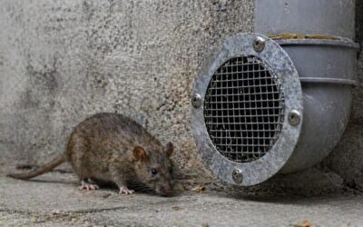Rat proofing : bloquer les accès aux rongeurs