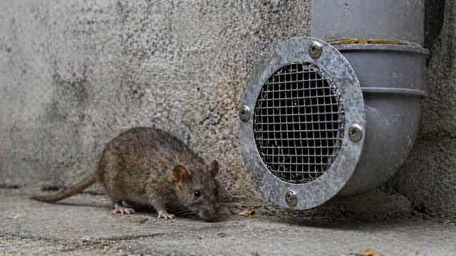 Rat proofing