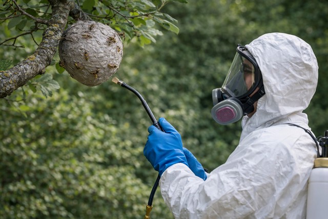 Technicien en action contre un nid de guêpes