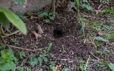 Trous de rat dans le jardin : solutions et conseils