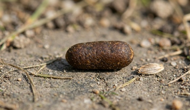 crotte de mulot