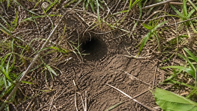 entrée de rat dans le jardin