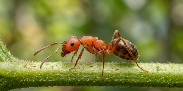 Les espèces de fourmis : identification et différences