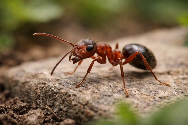 fourmis au jardin fourmis au jardin