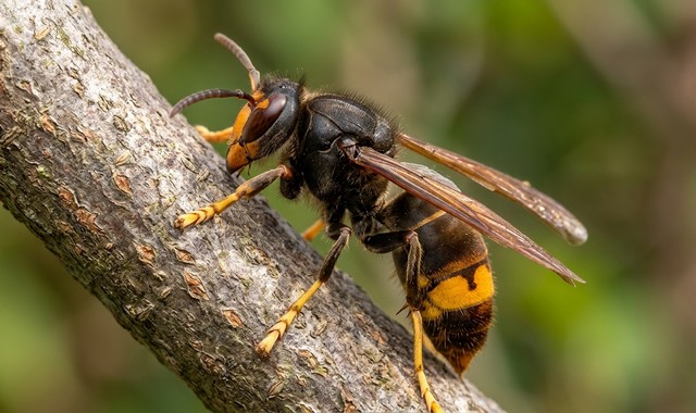 frelon asiatique vue de profil