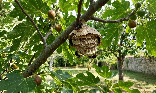 frelons asiatiques (Vespa velutina) en train de construire un nid sur un figuier