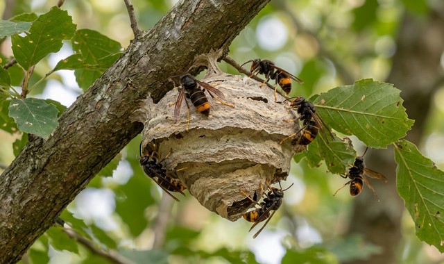 frelons asiatiques en train de construire un nid sur un arbre