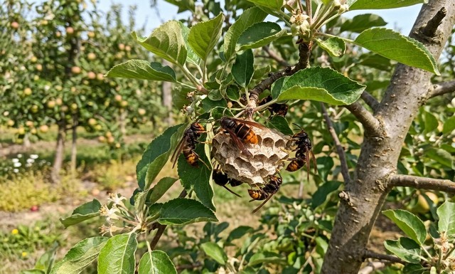 frelons asiatiques en train de construire un nid sur un pommier