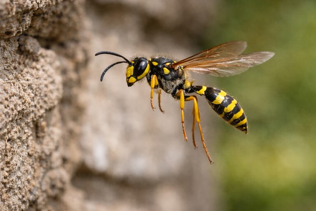 guêpe maçonne