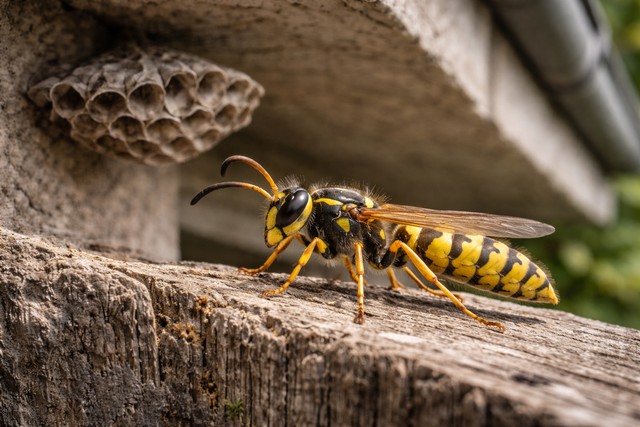 guêpe mâle