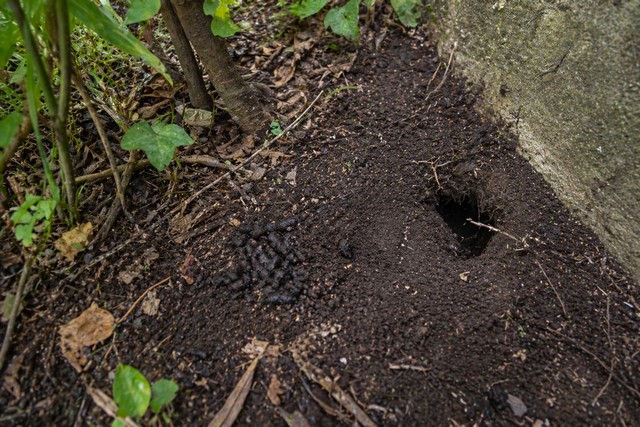indices de rats dans votre jardin