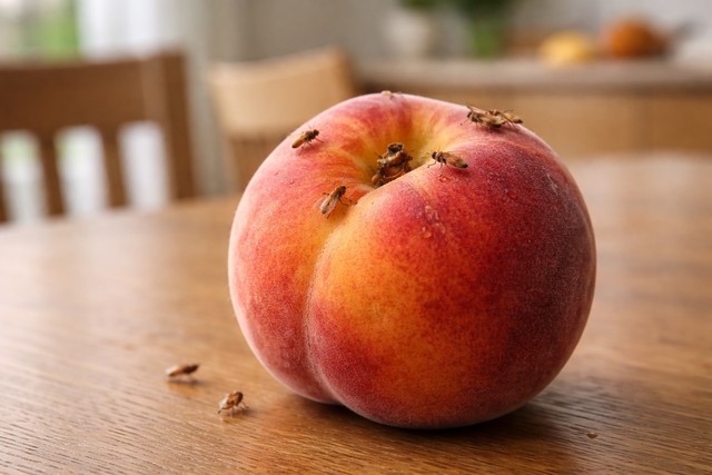 moucherons sur une pêche mûre