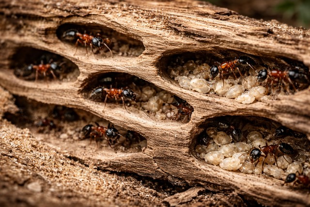 nid de Fourmis charpentières sur un bois veilli