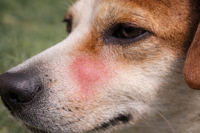 piqûre d'une guêpe sur le museau du chien