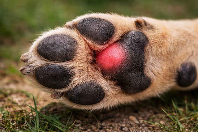 piqûre d'une guêpe sur le pied du chien
