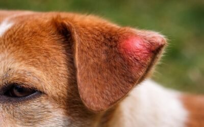 Les piqûres de guêpes chez le chien : réactions, soins et prévention
