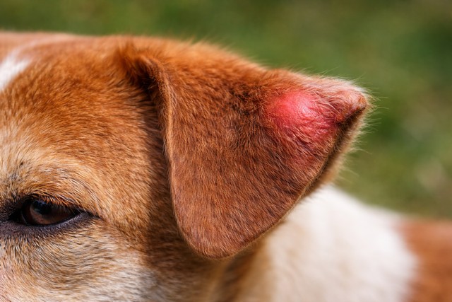 piqûre d’une guêpe sur l’oreille du chien piqûre d'une guêpe sur l'oreille du chien