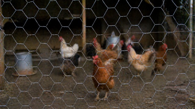 rat dans le poulailler