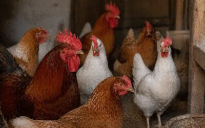 Rats poulailler : s&rsquo;en débarrasser efficacement