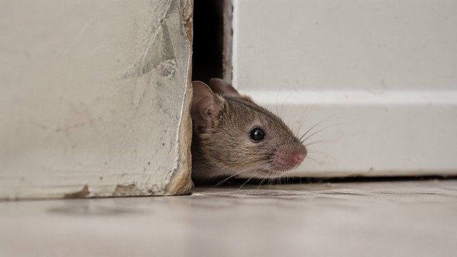 solutions pour se débarrasser les souris