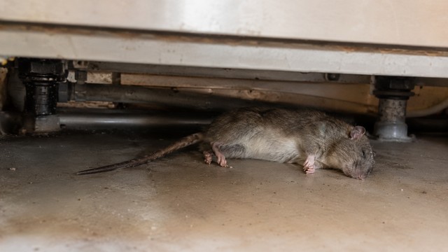 Raticides