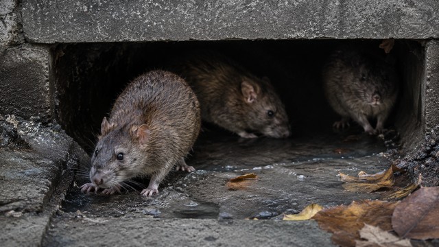 Rats près du drain urbain