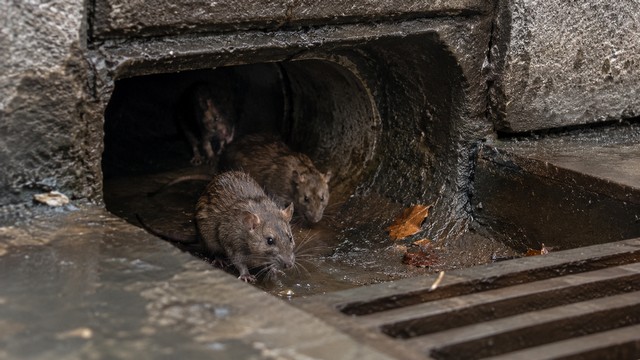 Rats près d'un égout sombre
