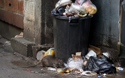 Rats : prévenir l’infestation avec des solutions durables