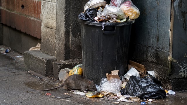 Rats prévenir l'infestation avec des solutions durables