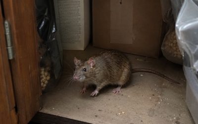 Rats : risques sanitaires et dégâts matériels dans votre maison