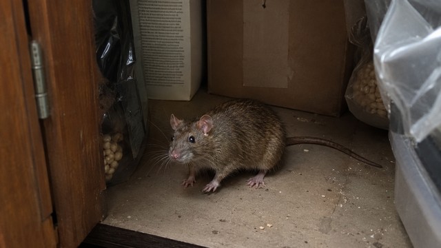 Rats risques sanitaires et dégâts matériels dans votre maison Rats risques sanitaires et dégâts matériels dans votre maison
