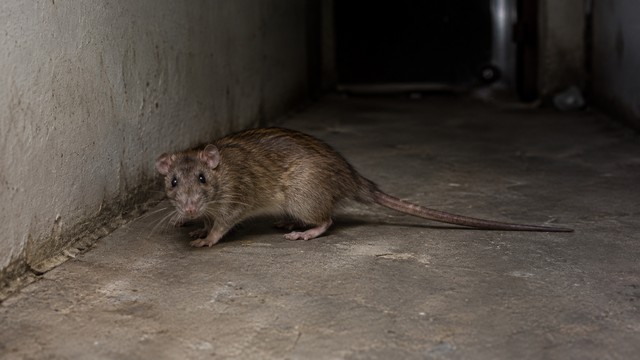 Rongeur dans un couloir