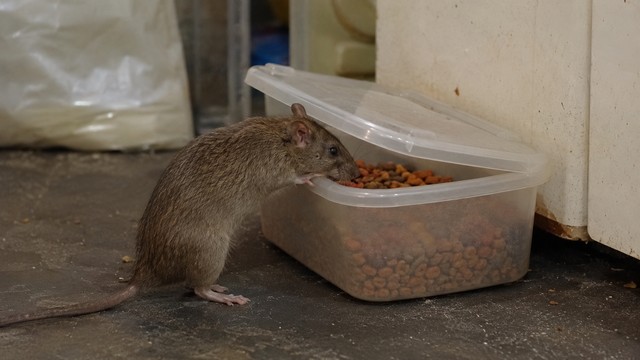un rat en train de manger des croquettes