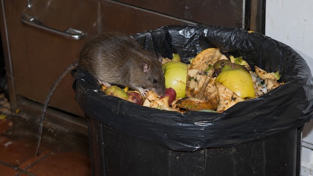 un rat en train de manger des pommes mûres dans une poubelle